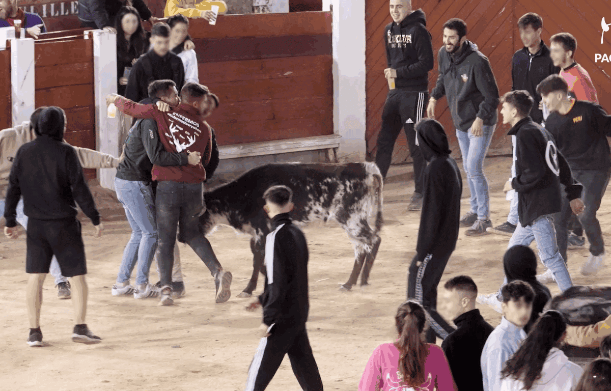 PACMA denuncia un «after hours» con alcohol y becerros en las fiestas de Brihuega