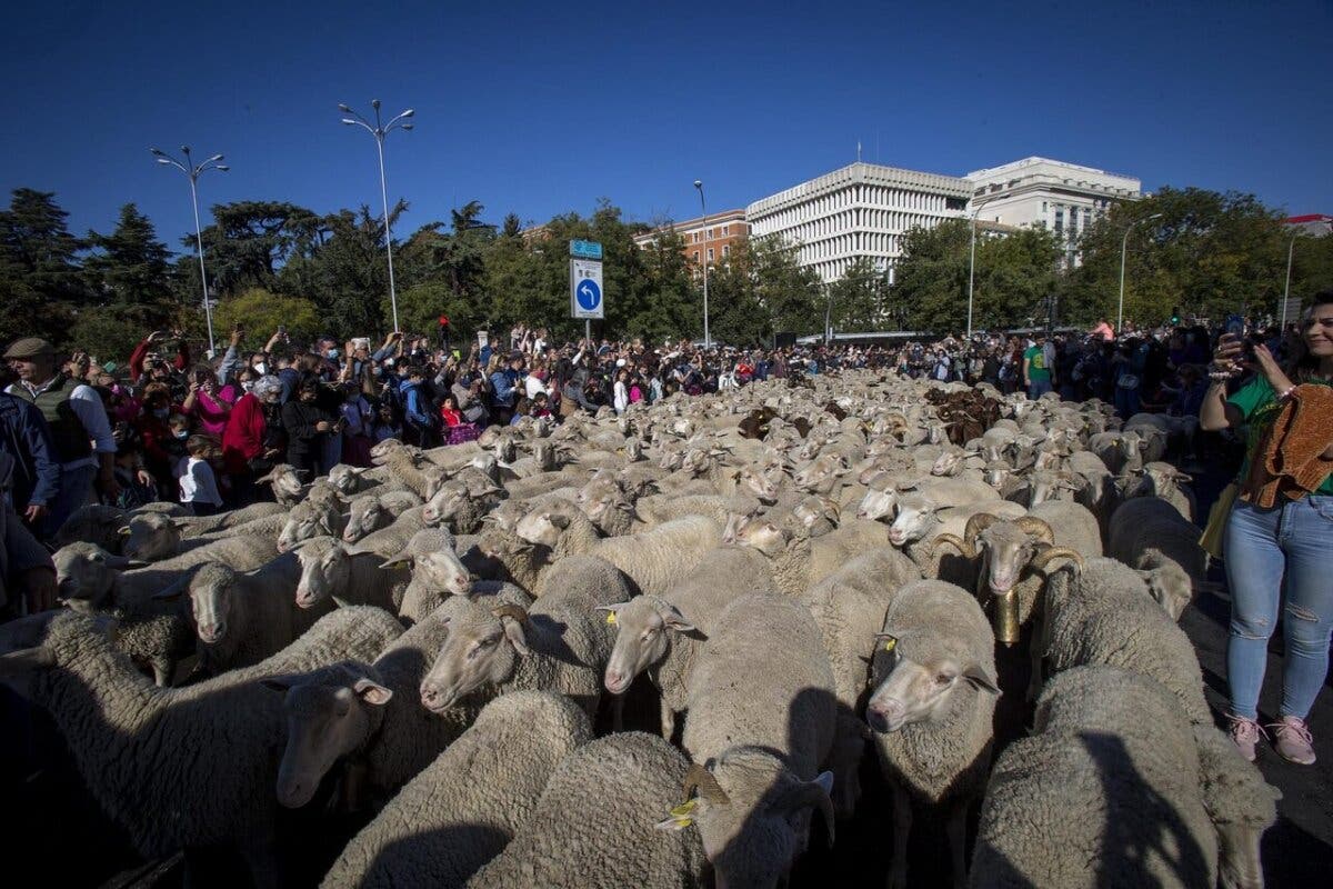 Más de 1.000 ovejas y 200 cabras llenarán el domingo las calles de Madrid  