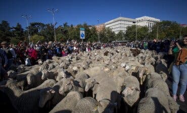 Más de 1.000 ovejas y 200 cabras llenarán el domingo las calles de Madrid  