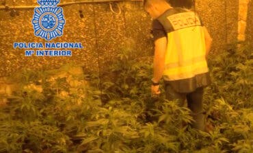 Intervenidas 18.000 plantas de marihuana y detenidas 19 personas en Coslada y San Blas