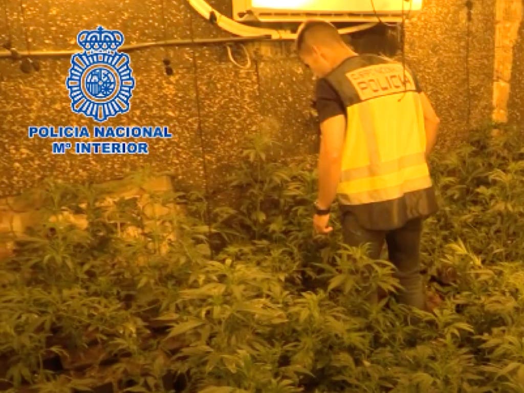 Intervenidas 18.000 plantas de marihuana y detenidas 19 personas en Coslada y San Blas