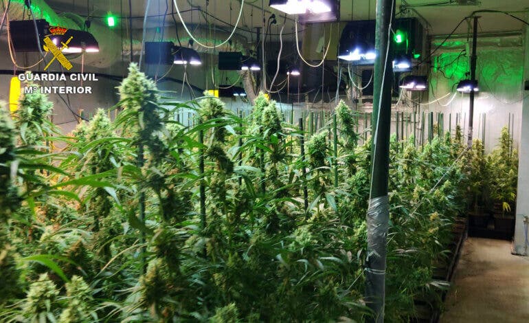 Tres detenidos y 1.300 plantas de marihuana intervenidas en dos plantaciones desmanteladas en El Casar 