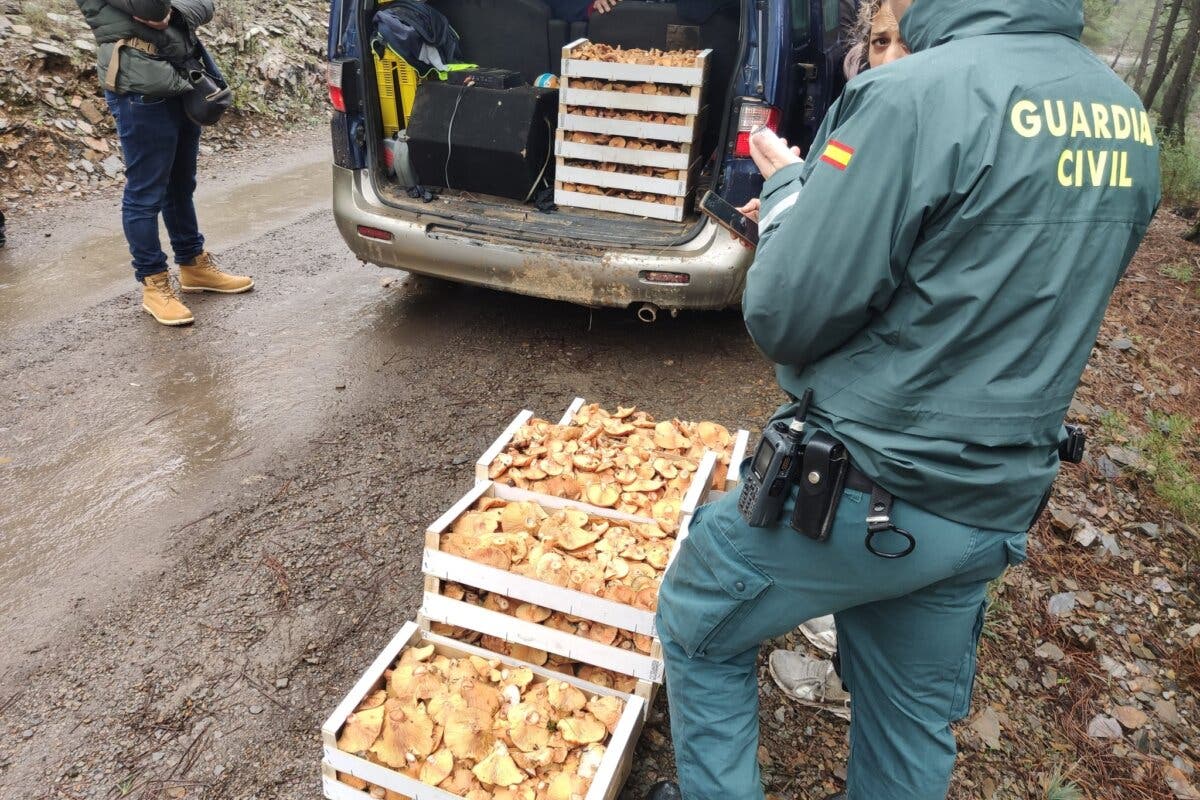 Nueva incautación de níscalos en Guadalajara: 400 kilos intervenidos y denunciadas 13 personas