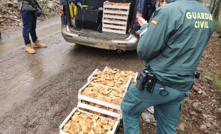 Nueva incautación de níscalos en Guadalajara: 400 kilos intervenidos y denunciadas 13 personas