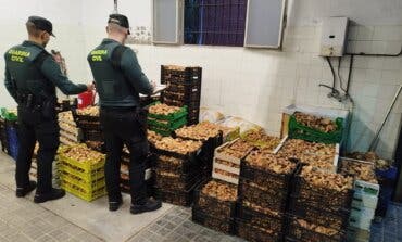 Incautan más de una tonelada de níscalos en Guadalajara y denuncian a siete personas 