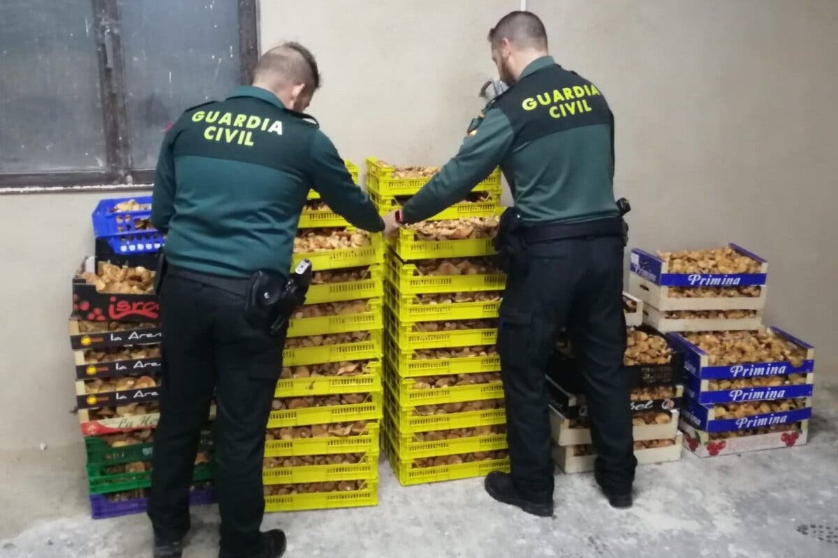 Incautados 400 kilos de níscalos en Guadalajara y denunciadas siete personas por recogida ilegal 