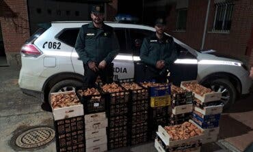 La Guardia Civil de Guadalajara ha incautado esta temporada ya más de dos toneladas de níscalos