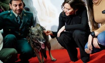 Ayuso anima a adoptar perros que han prestado servicio a los Cuerpos y Fuerzas de Seguridad del Estado