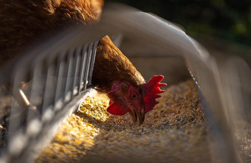 España registra un segundo caso de gripe aviar en humanos en Guadalajara