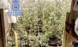 Desmantelada una plantación de marihuana en un chalé de Algete con más de 800 plantas