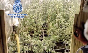 Desmantelada una plantación de marihuana en un chalé de Algete con más de 800 plantas