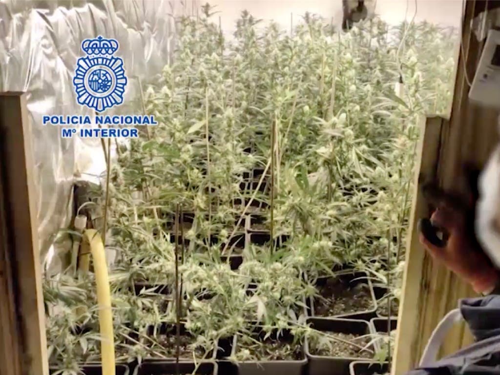 Desmantelada una plantación de marihuana en un chalé de Algete con más de 800 plantas