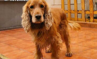 Un perro de la Guardia Civil «caza» a una anciana pasando drogas a su hijo en la cárcel de Soto del Real