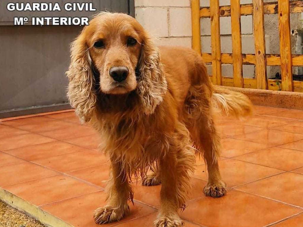 Un perro de la Guardia Civil «caza» a una anciana pasando drogas a su hijo en la cárcel de Soto del Real