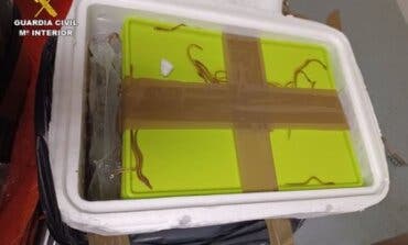Detenida en el aeropuerto de Barajas una mujer con 30 kilos de angulas vivas