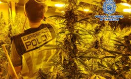 Tres detenidos en Alcalá de Henares por cultivar 250 plantas de marihuana 