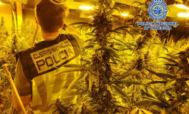 Tres detenidos en Alcalá de Henares por cultivar 250 plantas de marihuana 