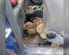 Cinco detenidos por la caza ilegal de erizos en Madrid: llevaban 18 en el coche, algunos ya muertos 