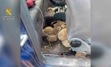 Cinco detenidos por la caza ilegal de erizos en Madrid: llevaban 18 en el coche, algunos ya muertos 
