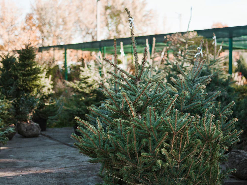 Torrejón de Ardoz recoge los árboles navideños de los vecinos para replantarlos en la ciudad