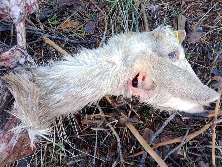 Madrid convoca nuevas ayudas a ganaderos tras los últimos ataques de lobos en la región 