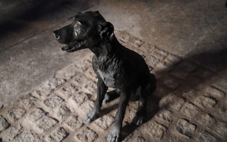 Paco, el famoso perro callejero que ya tiene una estatua en Madrid 