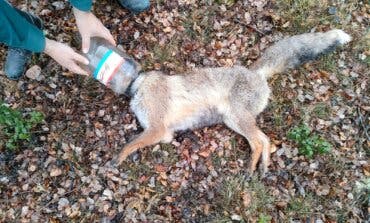 La advertencia de la Guardia Civil de Guadalajara tras encontrar muerto a un zorro con un envase de plástico en la cabeza: «Estas son las consecuencias…»