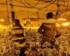 Desmantelan dos plantaciones indoor de marihauna en la provincia de Guadalajara con 1.261 plantas