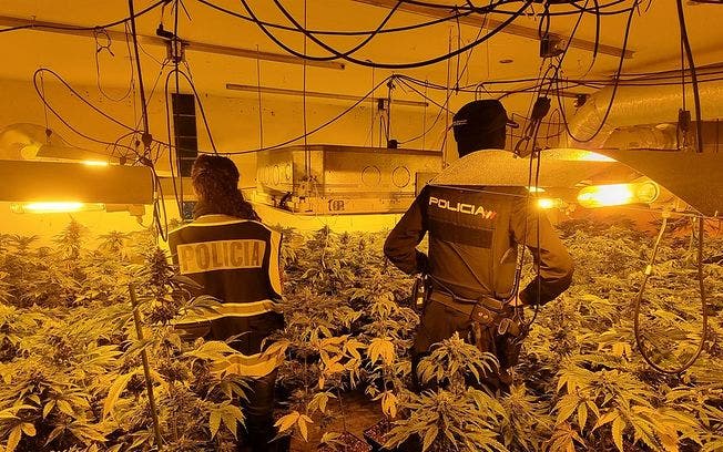 Desmantelan dos plantaciones indoor de marihauna en la provincia de Guadalajara con 1.261 plantas