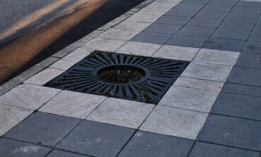Azuqueca plantará 300 nuevos árboles para que ningún alcorque se quede vacío 