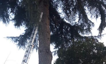 Muere un hombre en Madrid al caer de un árbol que estaba podando