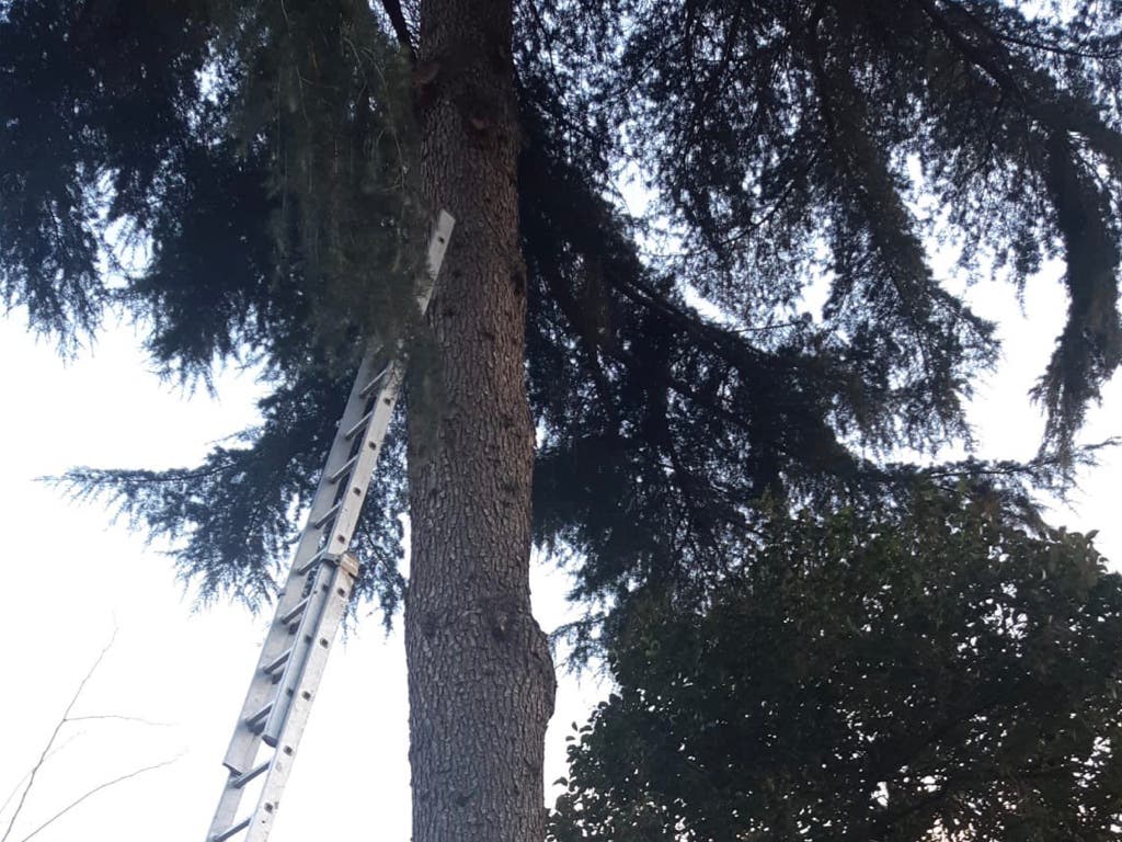 Muere un hombre en Madrid al caer de un árbol que estaba podando