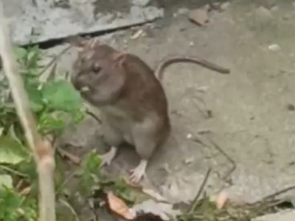 Alcalá de Henares: Denuncian la proliferación de ratas en el paseo del arroyo Camarmilla