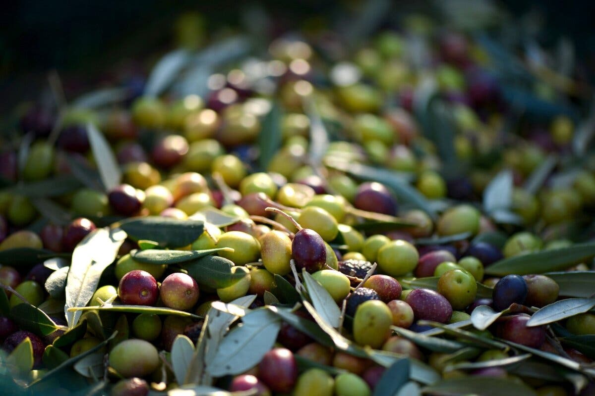 Madrid aprobará ayudas de 100 euros por hectárea de olivar ante la oleada de robos de aceituna