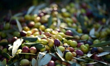 Madrid aprobará ayudas de 100 euros por hectárea de olivar ante la oleada de robos de aceituna