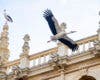 Un año más, por San Blas, las cigüeñas regresan a Alcalá de Henares