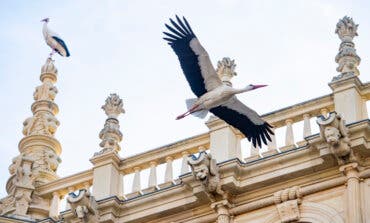 Un año más, por San Blas, las cigüeñas regresan a Alcalá de Henares