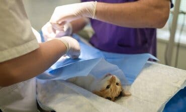 Los veterinarios rechazan la nueva Ley de Bienestar Animal: «Nos puede abocar al maltrato»
