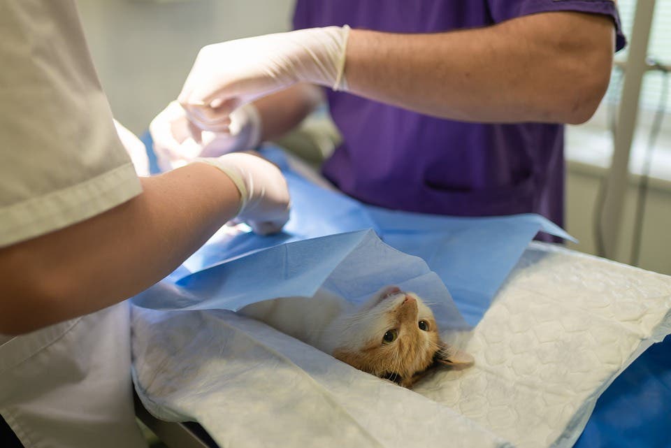 Los veterinarios rechazan la nueva Ley de Bienestar Animal: «Nos puede abocar al maltrato»