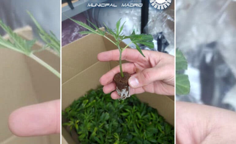 Detenida en Madrid una mujer que transportaba en una furgoneta 858 plantas de marihuana