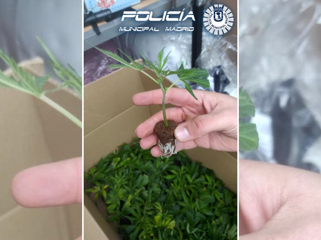 Detenida en Madrid una mujer que transportaba en una furgoneta 858 plantas de marihuana