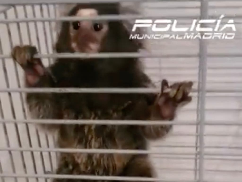 Detenido en Puente de Vallecas por tener en su casa un mono tití que pretendía vender por 3.000 euros