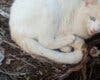 Investigado en Guadalajara por la muerte de un gato que quedó atrapado en un cepo ilegal