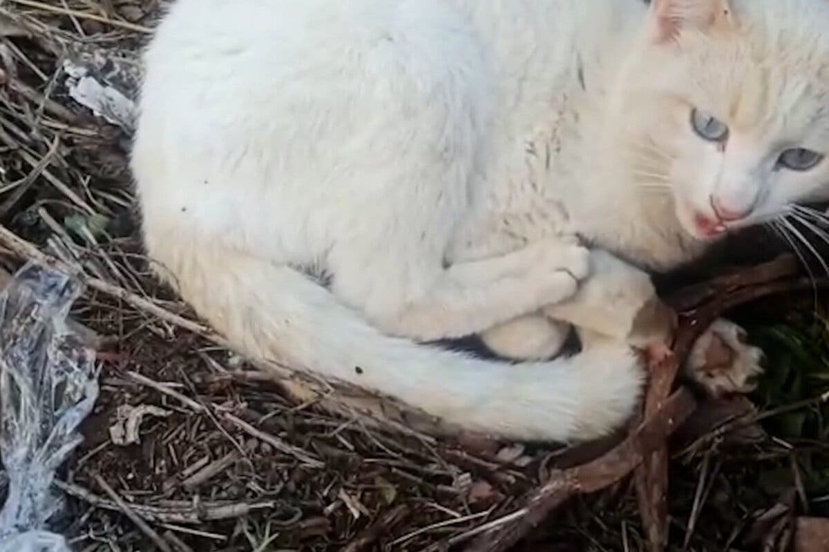 Investigado en Guadalajara por la muerte de un gato que quedó atrapado en un cepo ilegal