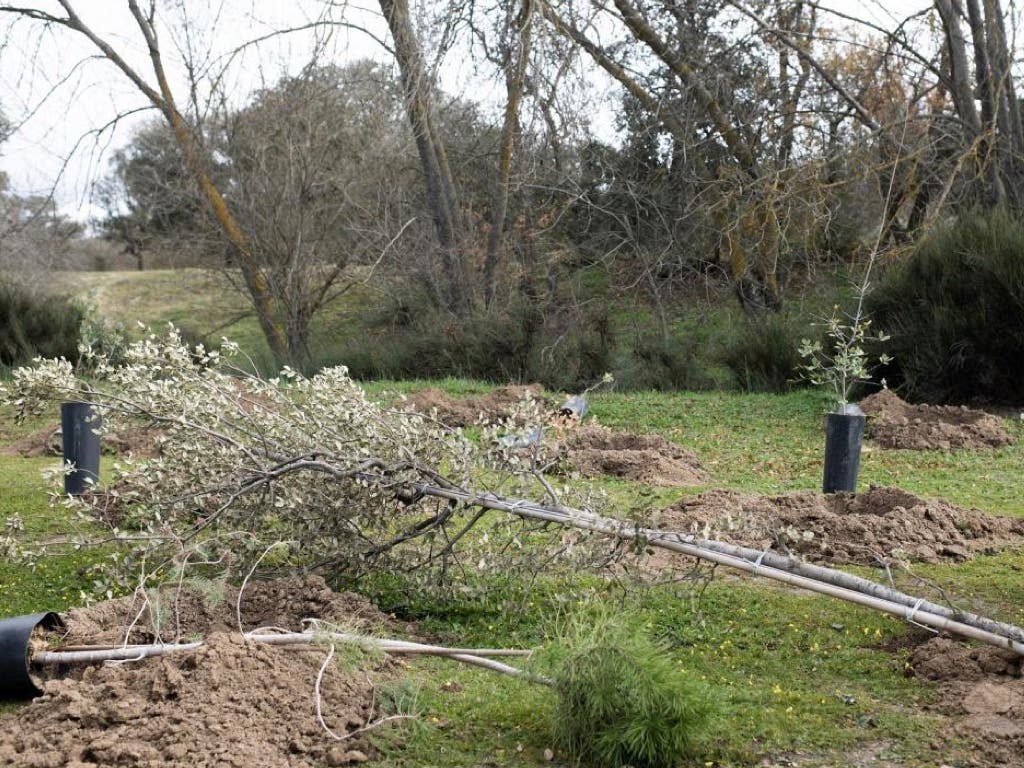 La Comunidad de Madrid anuncia una gran plantación de árboles en 13 municipios, entre ellos Alcalá y Torrejón