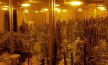 Tres detenidos en Arganda tras descubrir en una nave 1.500 plantas de marihuana y un túnel