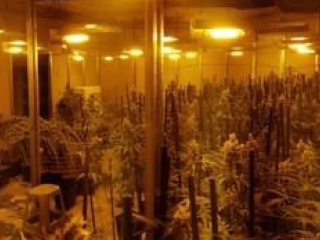 Tres detenidos en Arganda tras descubrir en una nave 1.500 plantas de marihuana y un túnel