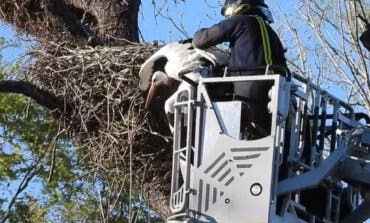 Los Bomberos rescatan a una cigüeña que quedó atrapada en un nido del Zoo de Madrid