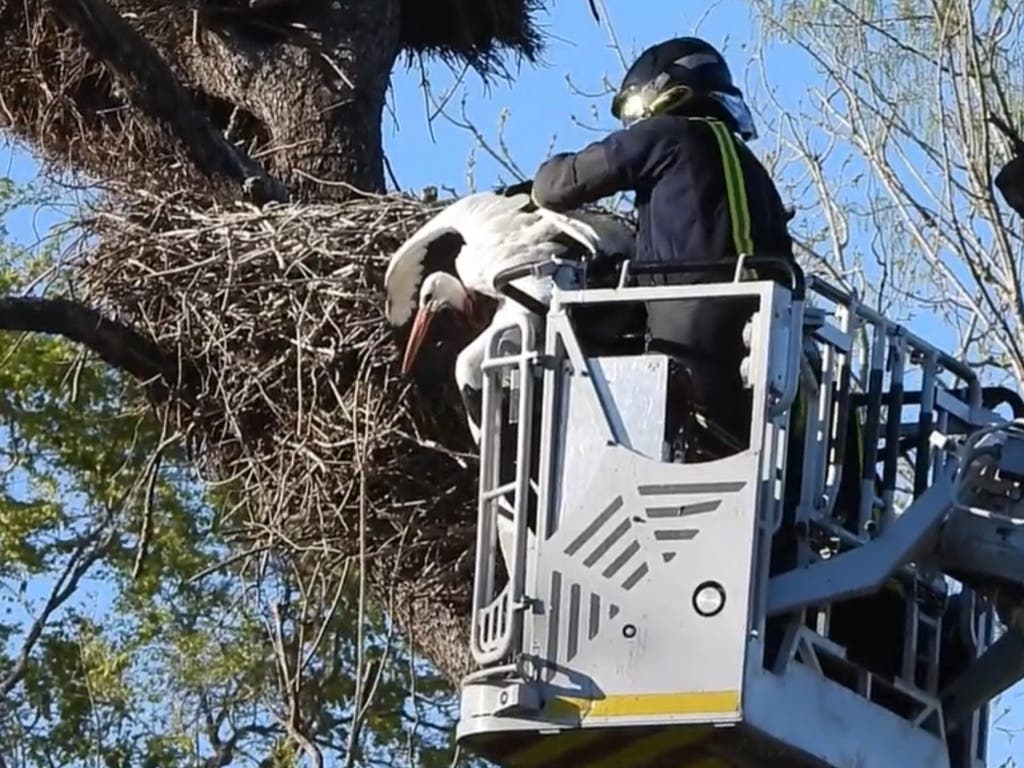 Los Bomberos rescatan a una cigüeña que quedó atrapada en un nido del Zoo de Madrid