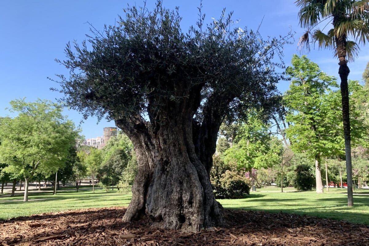 Un olivo de 627 años se convierte en el árbol más anciano del parque de El Retiro en Madrid